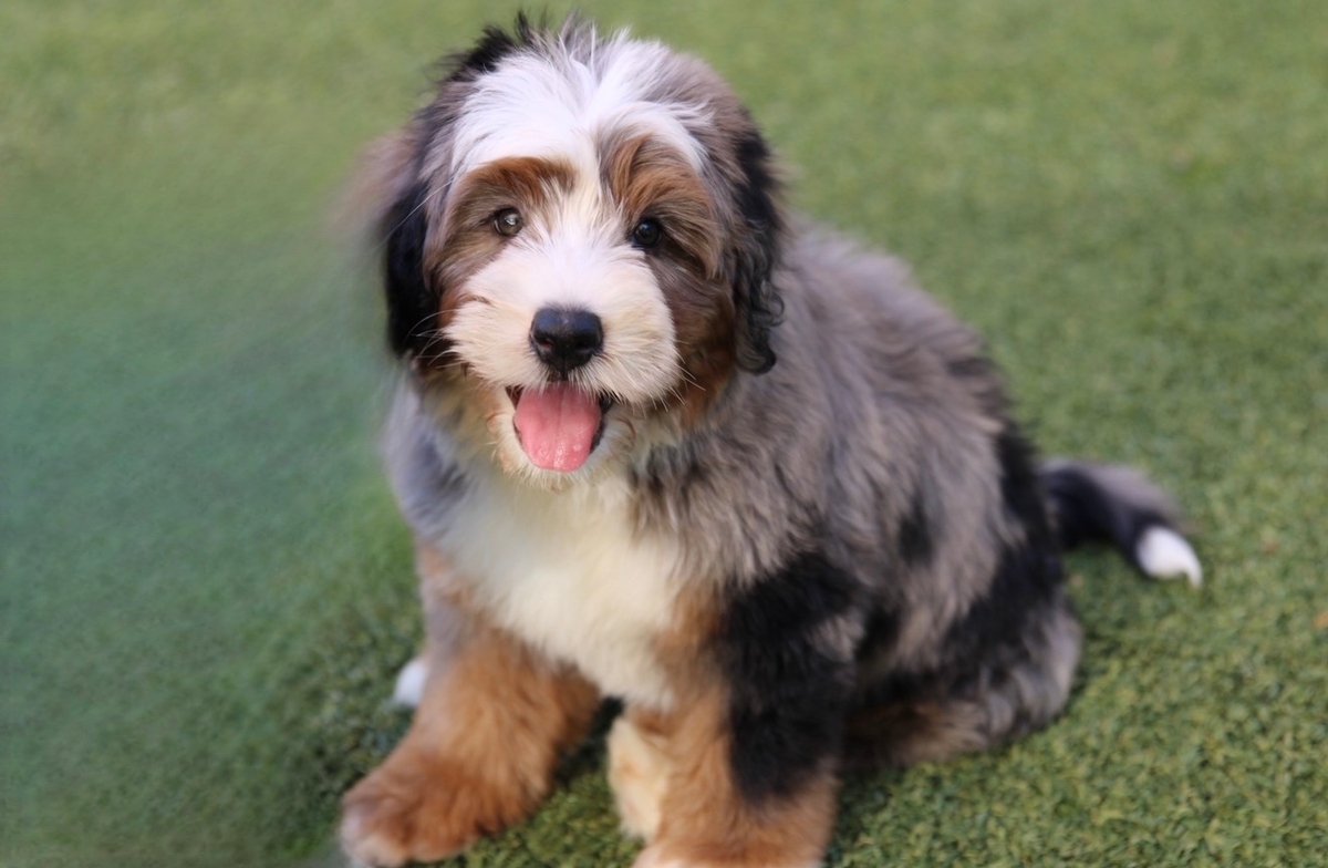 Standard Bernedoodles in San Diego, CA